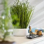 Ocean Garden, 4 Units By The Ocean Appartement